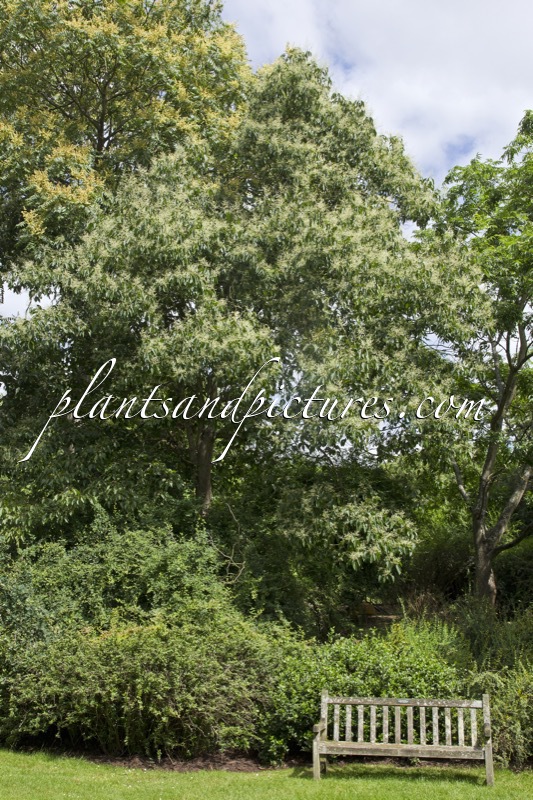 Poliothyrsis sinensis