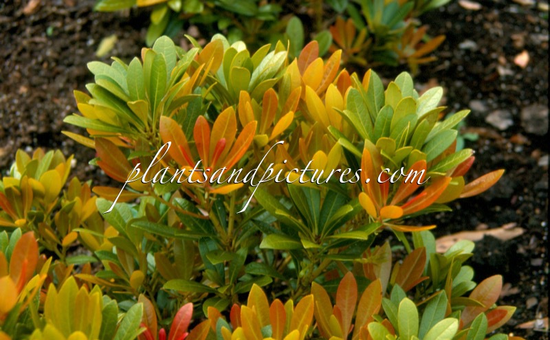 Pieris japonica ‘Red Volcano’