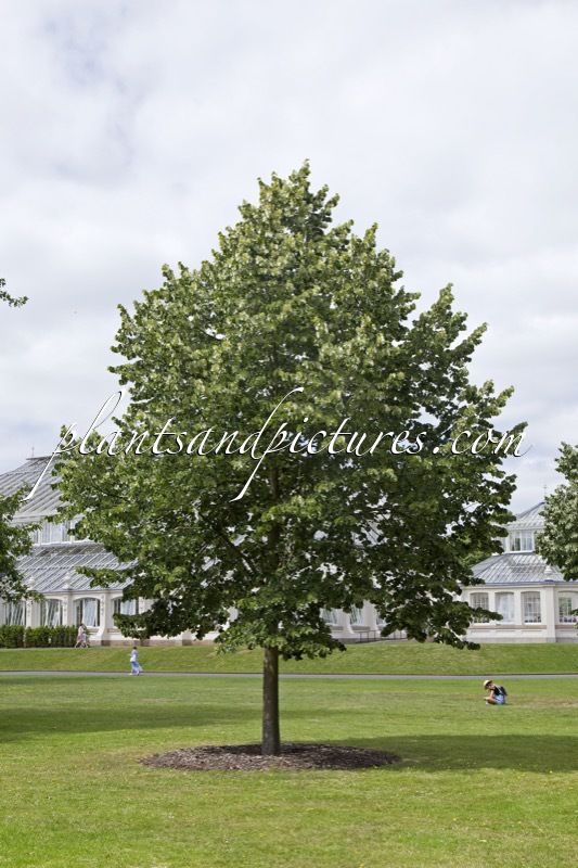 Tilia tomentosa ‘Brabant’