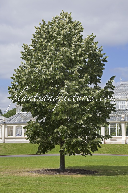 Tilia tomentosa ‘Brabant’