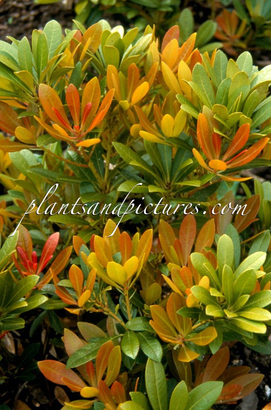 Pieris japonica ‘Red Volcano’