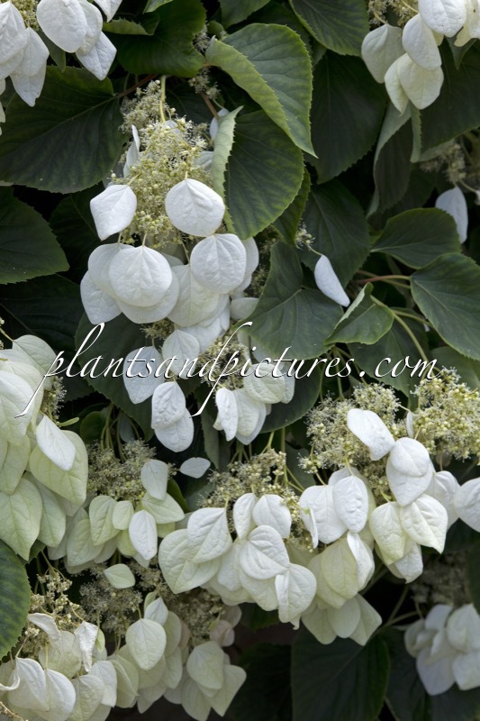 Schizophragma hydrangeoides