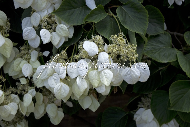 Schizophragma hydrangeoides