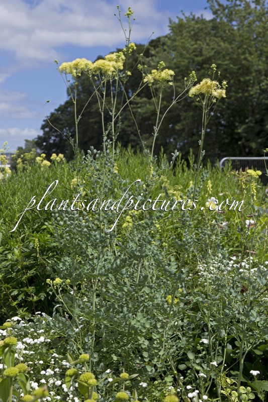 Thalictrum flavum subsp. glaucum