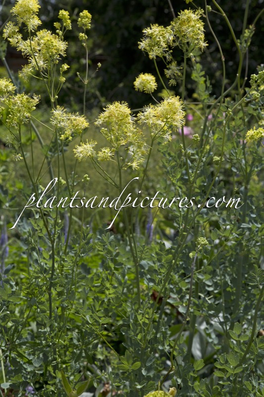 Thalictrum flavum subsp. glaucum