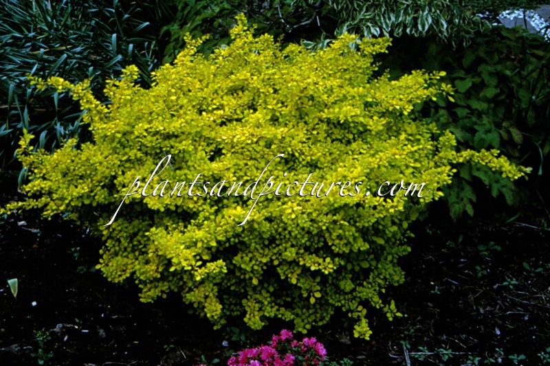 Berberis thunbergii ‘Aurea’