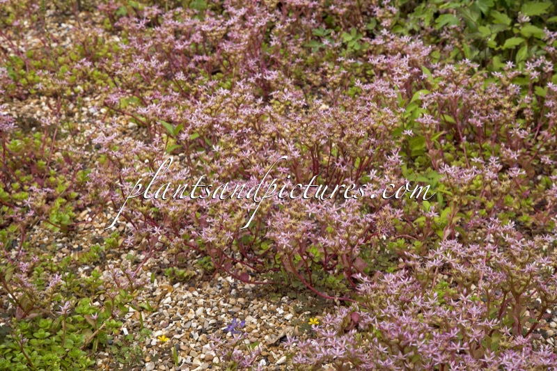 Sedum stoloniferum