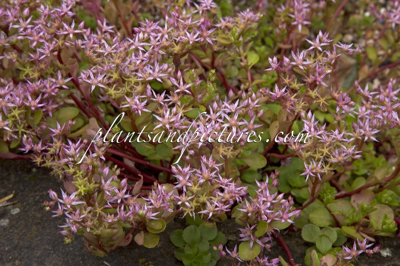 Sedum stoloniferum
