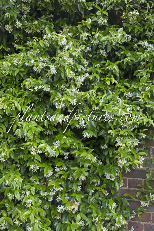 Trachelospermum jasminoides
