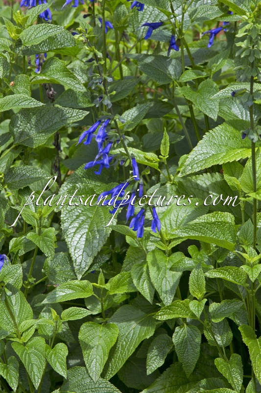 Salvia virgata ‘Blue Enigma’