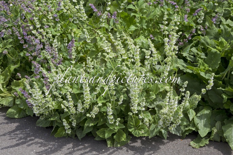 Salvia officinalis ‘Albiflora’