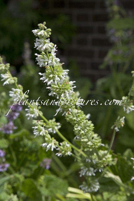 Salvia officinalis ‘Albiflora’