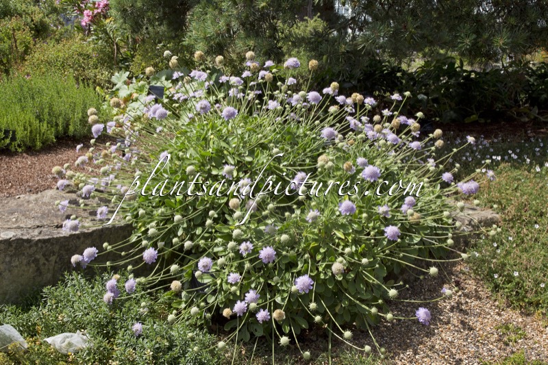 Scabiosa albocincta