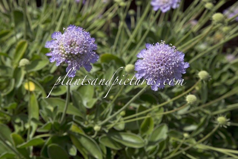 Scabiosa albocincta