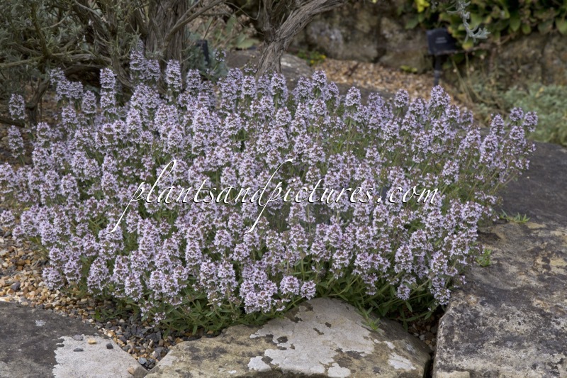 Thymus sibthorpii