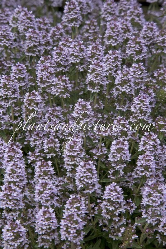 Thymus sibthorpii