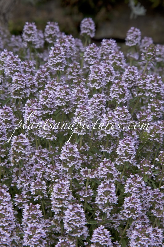 Thymus sibthorpii