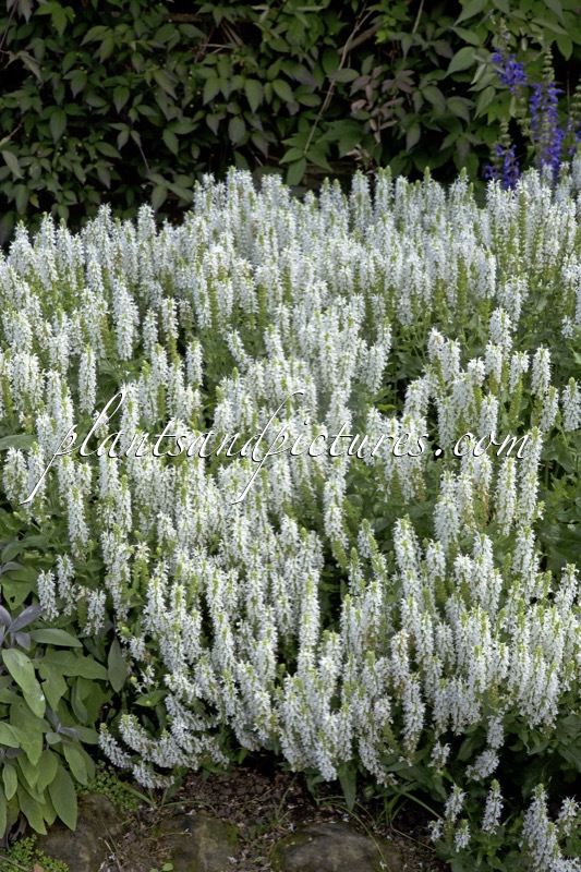 Salvia nemorosa ‘Schneehügel’