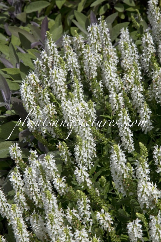 Salvia nemorosa ‘Schneehügel’