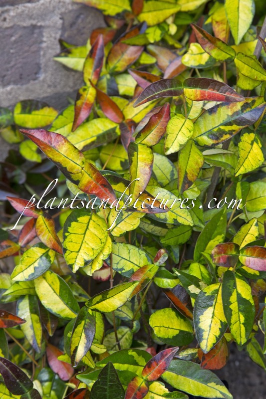 Trachelospermum asiaticum ‘Torafu’ (SUMMER SUNSET)