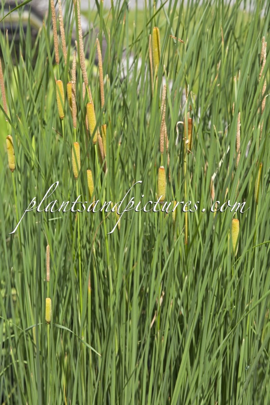 Typha laxmannii