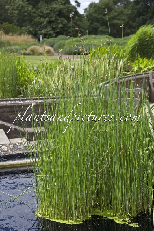Schoenoplectus tabernaemontani ‘Zebrinus’