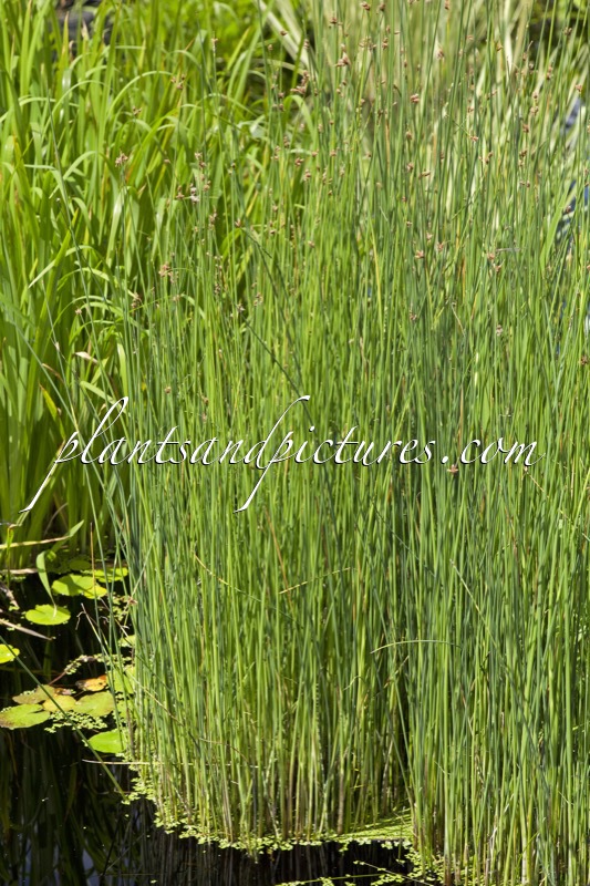 Schoenoplectus tabernaemontani ‘Zebrinus’