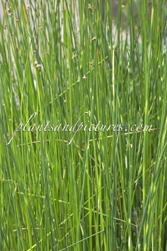 Schoenoplectus tabernaemontani ‘Zebrinus’