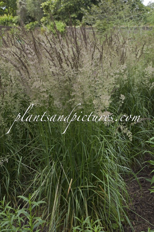 Calamagrostis acutiflora ‘Karl Foerster’