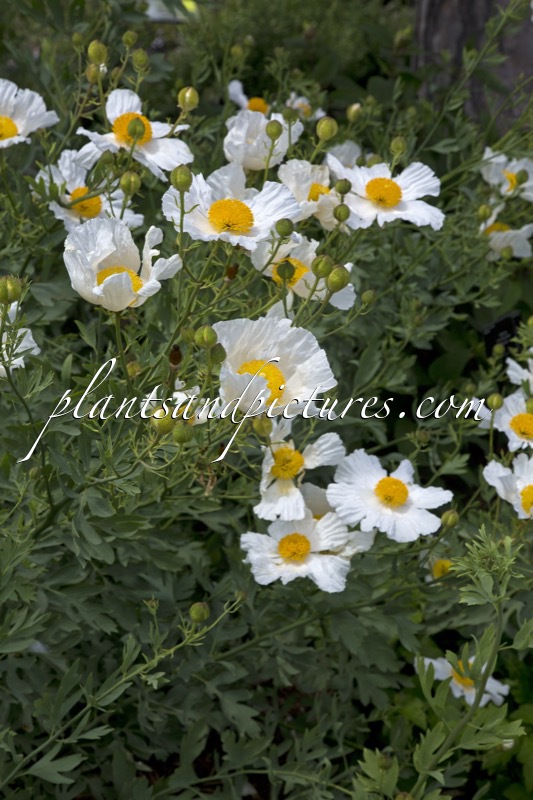 Romneya coulteri