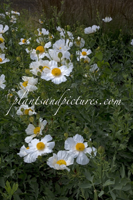 Romneya coulteri