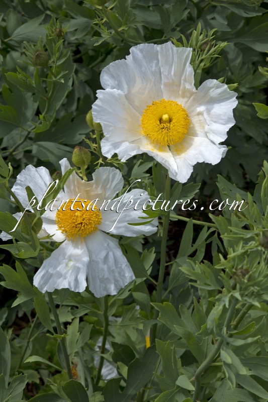 Romneya coulteri