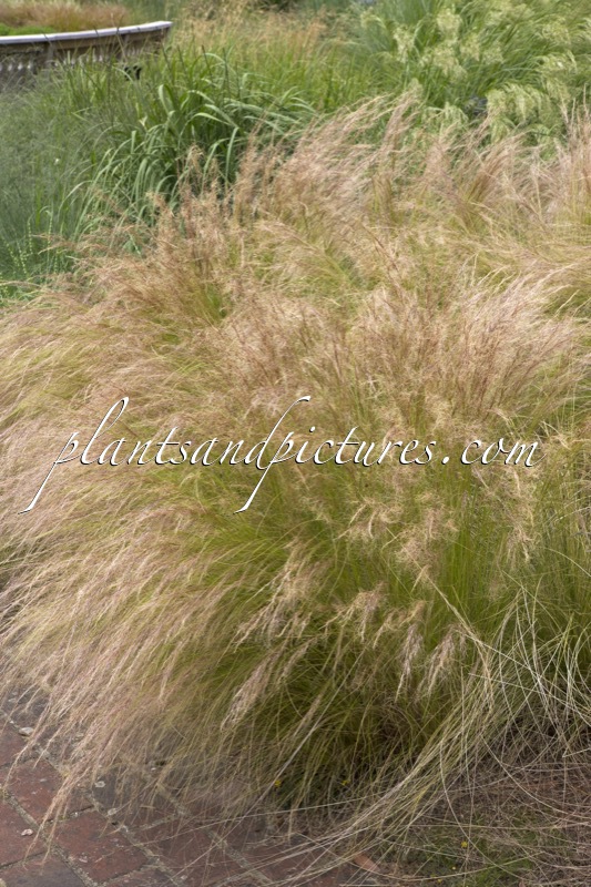 Stipa tenuissima