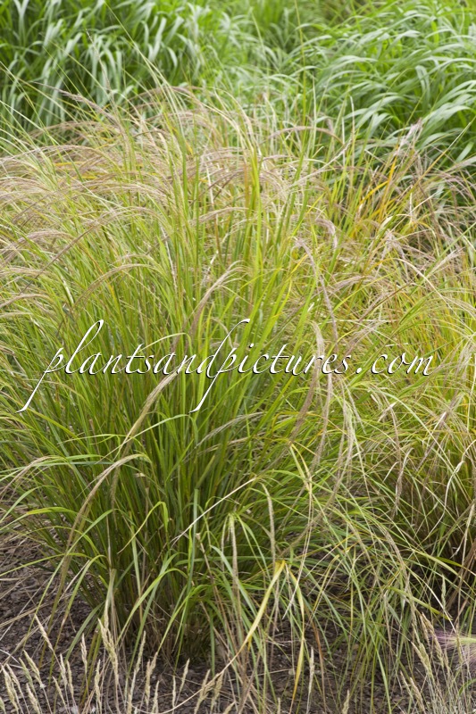 Anemanthele lessoniana