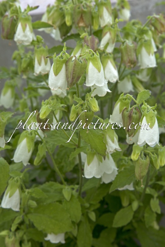 Symphyandra hofmannii