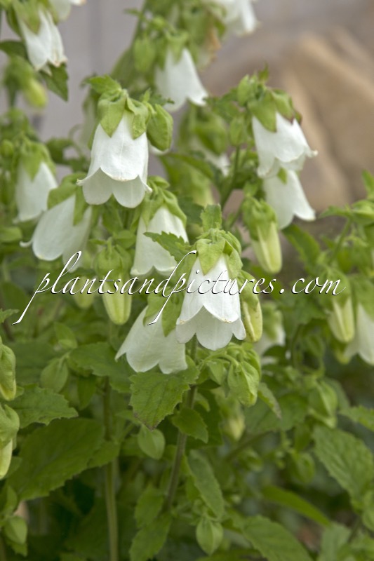 Symphyandra hofmannii