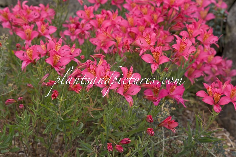Alstroemeria presliana
