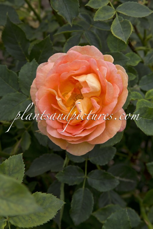 Rosa ‘Ausnyson’ (LADY OF SHALOTT)