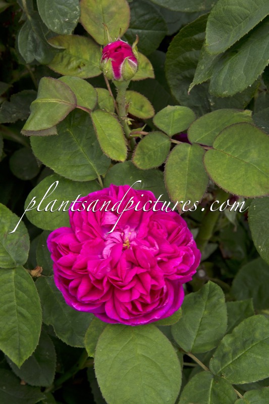 Rosa ‘Rose de Rescht’