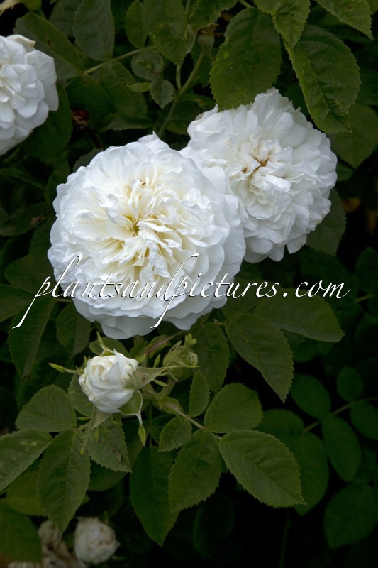 Rosa ‘Mme Legras de St Germain’