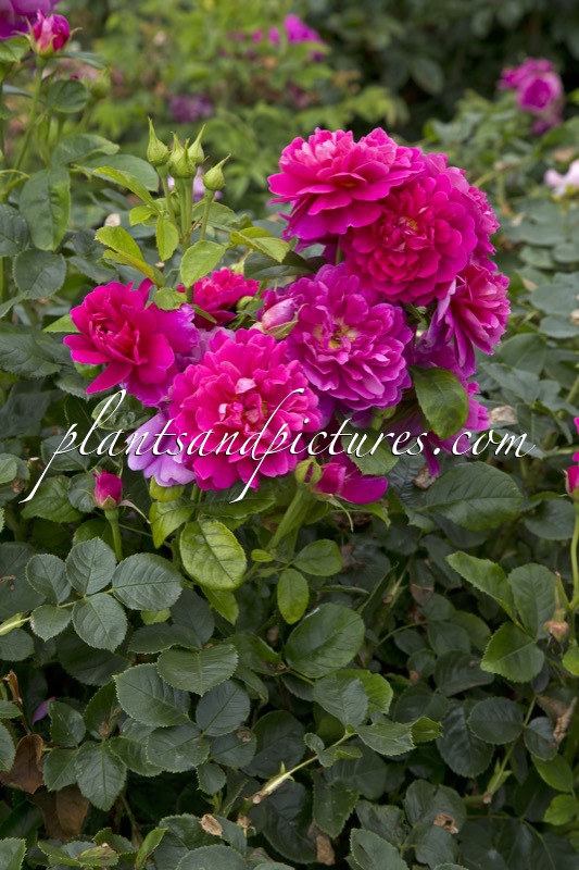 Rosa ‘Auskitchen’ (PRINCESS ANNE)