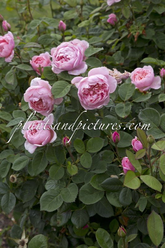 Rosa ‘Ausgrab’ (ALNWICK CASTLE; THE ALNWICK ROSE)