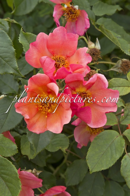 Rosa ‘Ausfire’ (MORNING MIST)