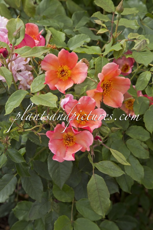 Rosa ‘Ausfire’ (MORNING MIST)