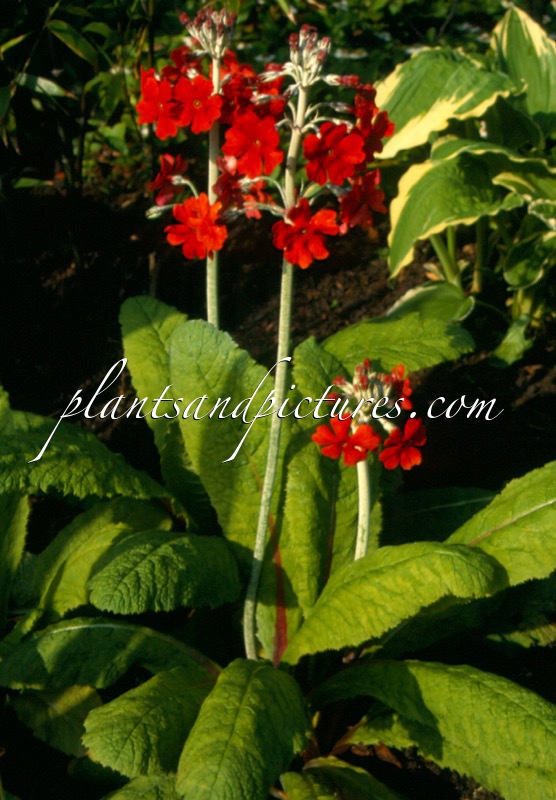 Primula ‘Inverewe’