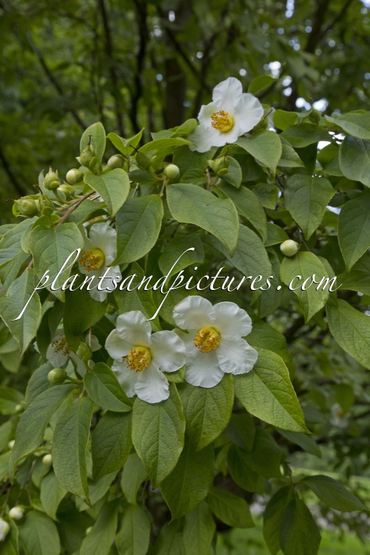 Stewartia pseudocamellia