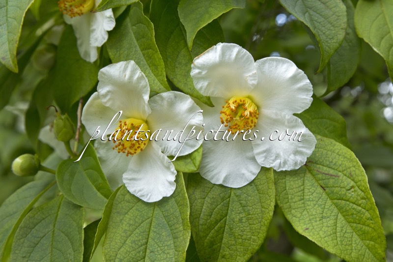 Stewartia pseudocamellia