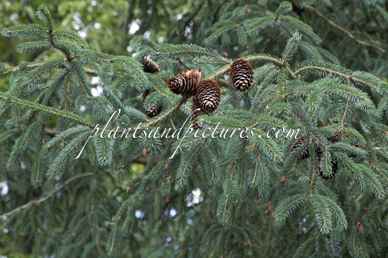 Picea likiangensis var. hirtella