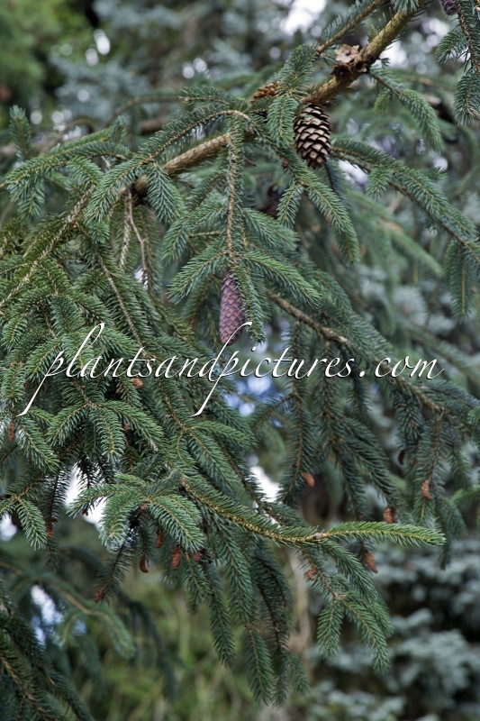 Picea likiangensis var. hirtella