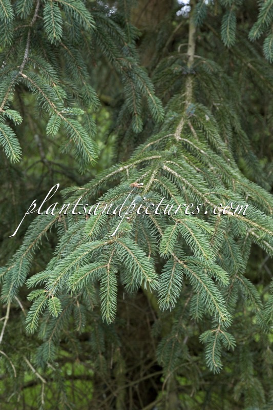 Picea likiangensis var. hirtella